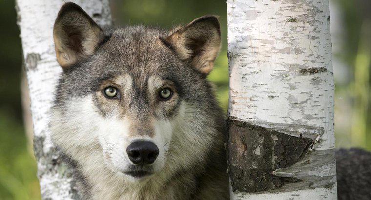 Cosa si fa per salvare il lupo grigio?