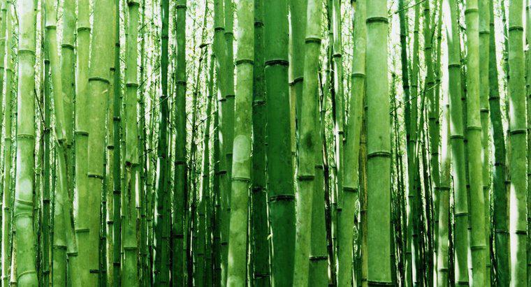 Come prendi le talee dal bambù?