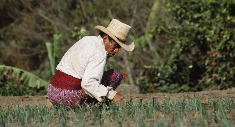 Come ha fatto Mayan People Farm?