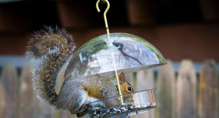 Che cosa è un repellente naturale scoiattolo?