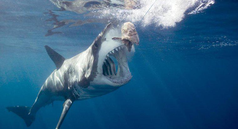Come si protegge un grande squalo bianco?