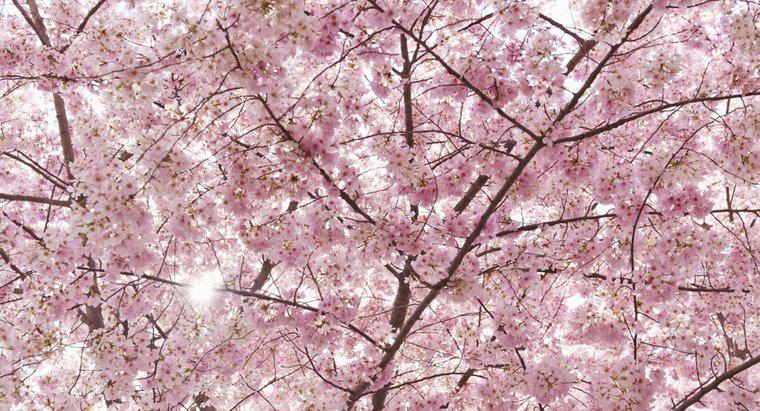 Qual è il significato del Cherry Blossom?
