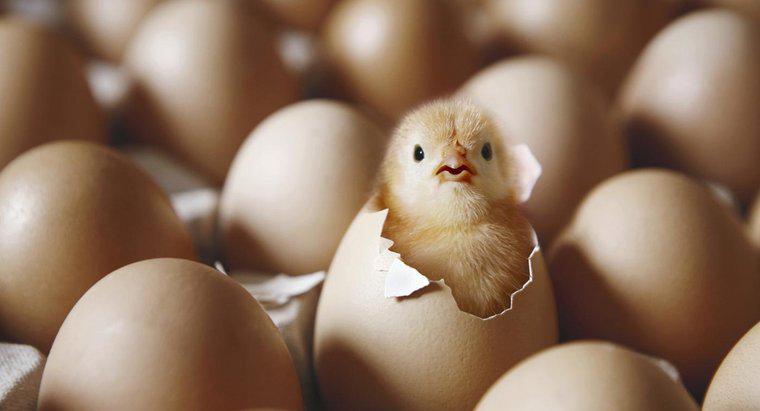 Quale è venuto prima, il pollo o l'uovo?