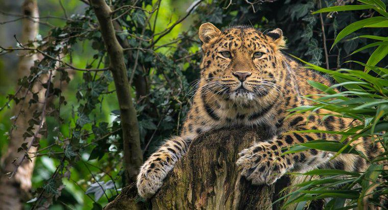 Quali sono alcuni fatti riguardo al leopardo dell'Amur?