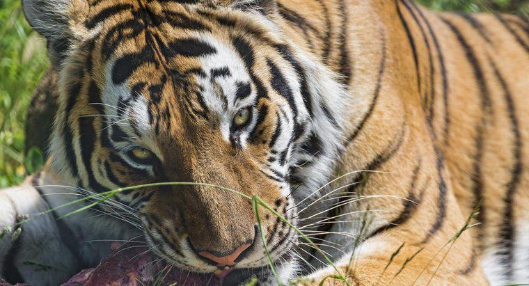 Cosa mangiano le tigri siberiane?