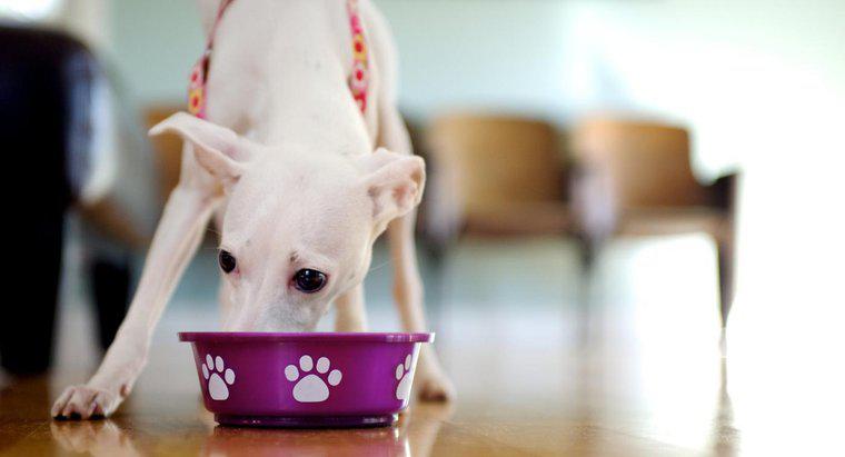 Quali sono le abitudini alimentari di un cane?