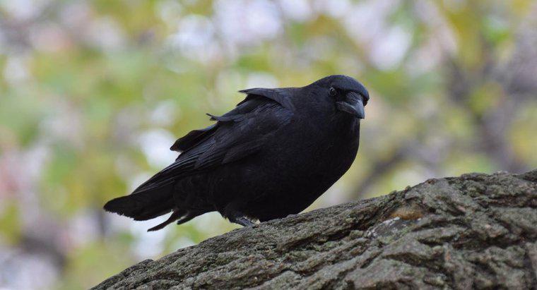 Cosa simboleggia un corvo nero?