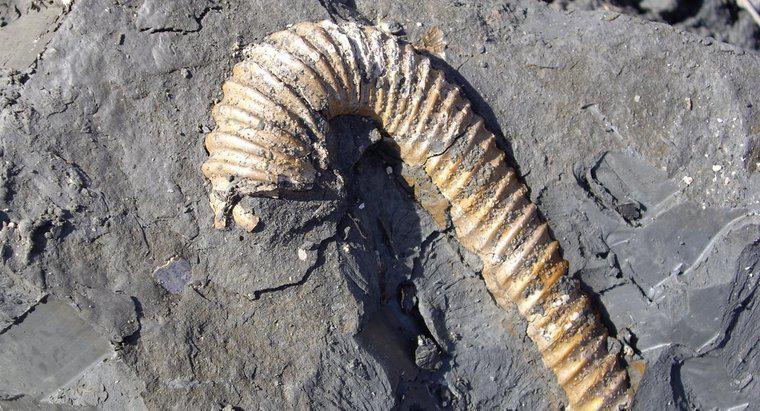 Perché i fossili sono importanti?
