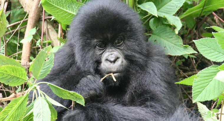 Come si adattano i gorilla al loro ambiente?