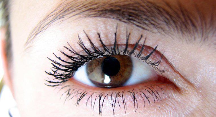Quante ciglia sono sull'occhio umano medio?