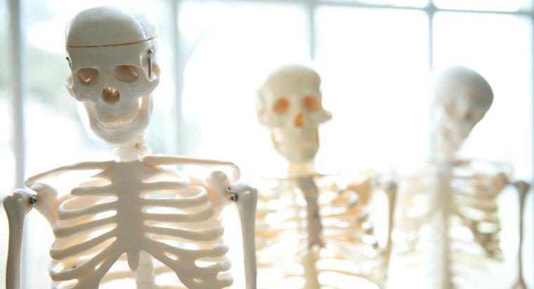 Quali sono le funzioni dello scheletro umano?