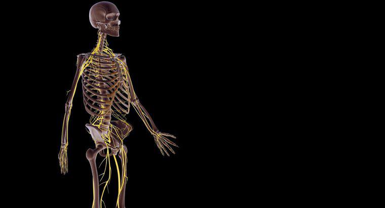 Come funziona il sistema nervoso con altri sistemi corporei?