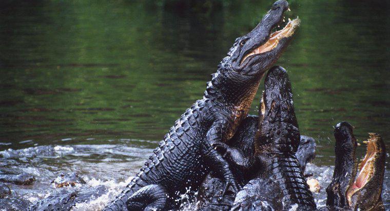 Chi sono i nemici degli alligatori?
