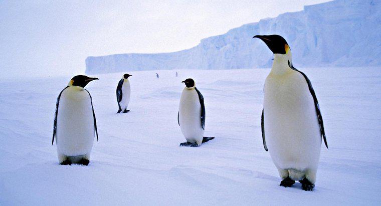Perché i pinguini vivono in Antartide?