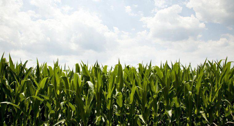 Qual è l'importanza economica del mais?