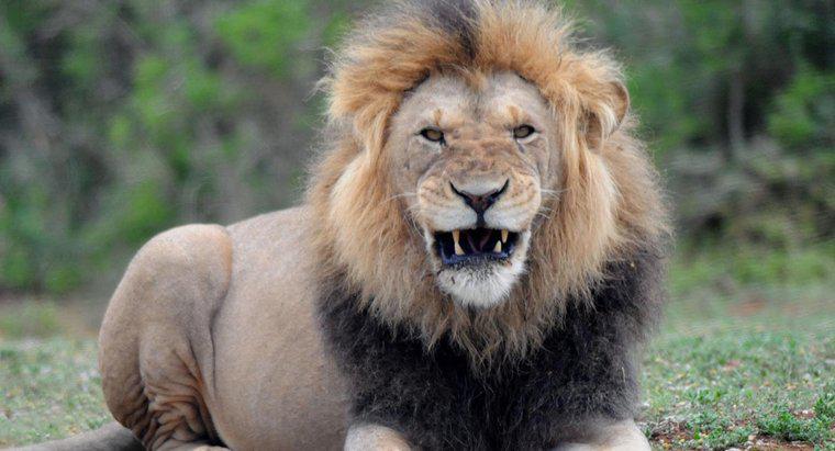 Qual è il peso medio di un leone maschio?