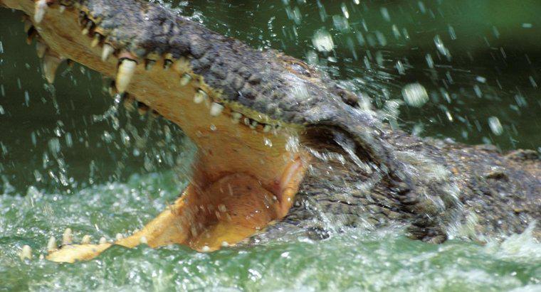 Perché i coccodrilli vivono nell'acqua?