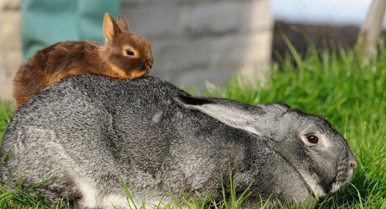 Qual è la più piccola razza di coniglio?