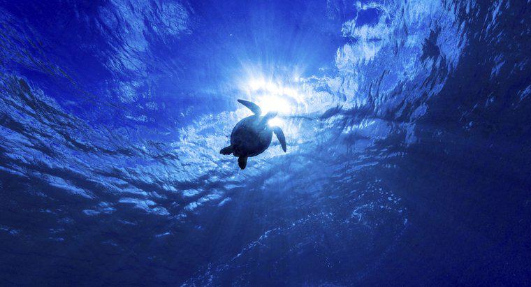 Qual è l'oceano più profondo del mondo?