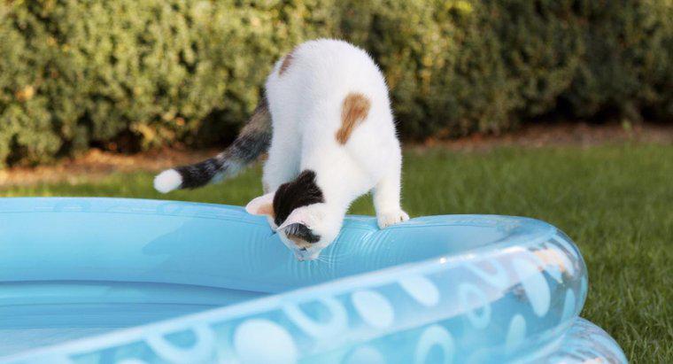 I gatti delle case possono nuotare?