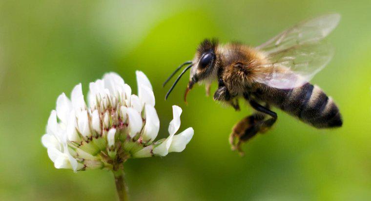 Perché è importante che le api da miele stiano morendo?