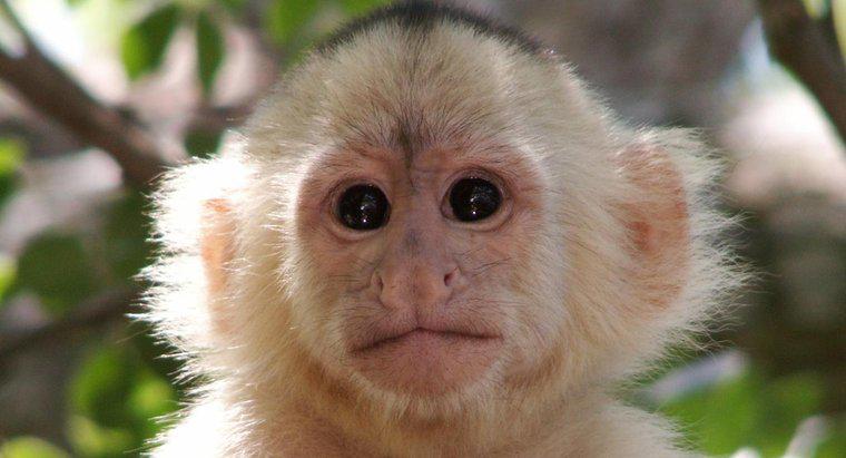 Qual è il nome scientifico di una scimmia?