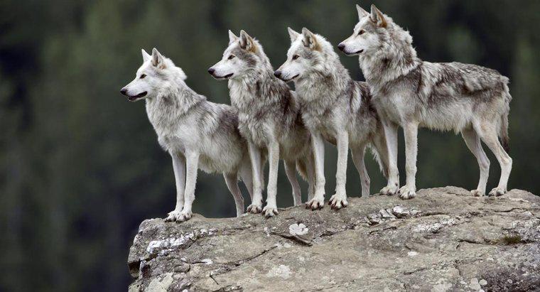 Quali sono alcuni fatti interessanti sui lupi grigi?