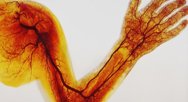 Qual è la differenza tra vene, arterie e capillari?