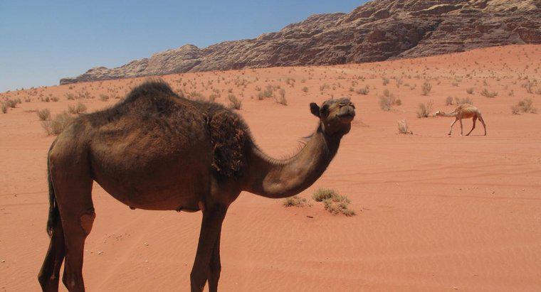 Come vivono i cammelli nel deserto?