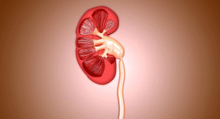 Qual è la dimensione di un rene normale?