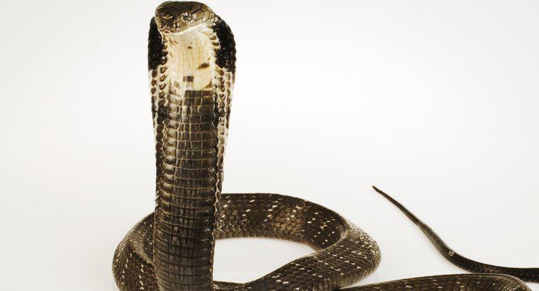 Qual è il comportamento di un re Cobra?