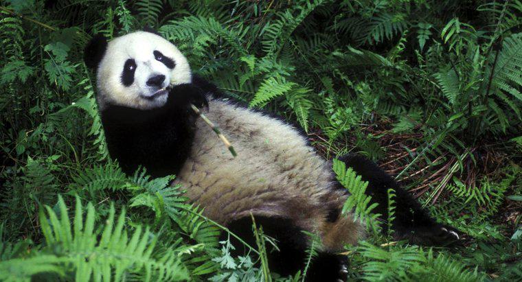 Perché i panda mangiano il bambù?