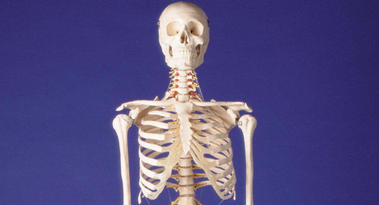 Dove puoi trovare uno scheletro umano gigante?