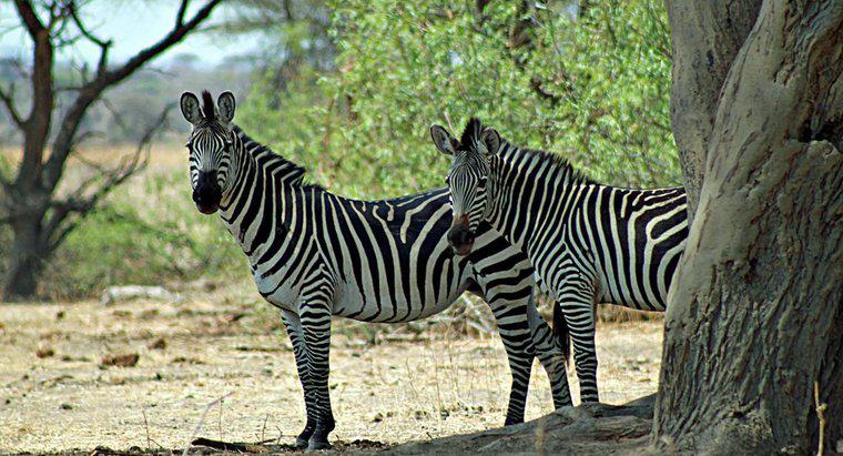 Quanto tempo vivono le zebre?