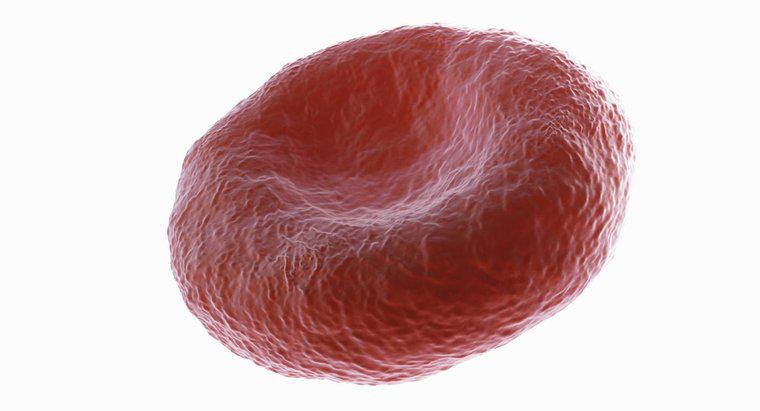 Perché i globuli rossi sono biconcavi?