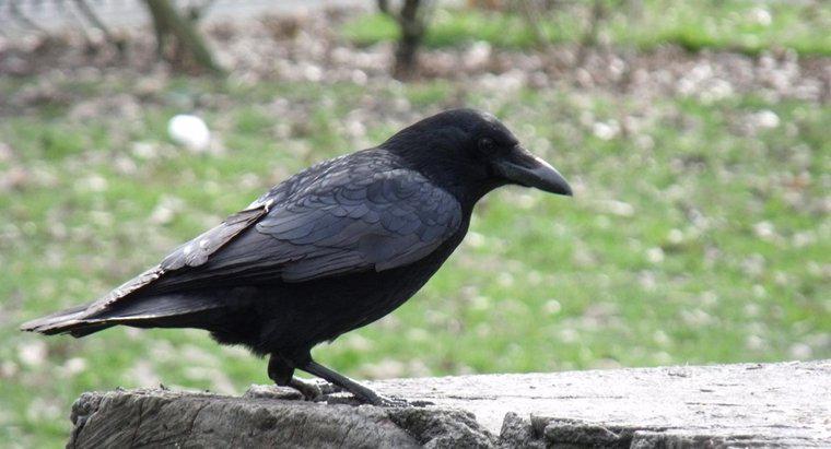 Qual è la durata di un corvo nero?
