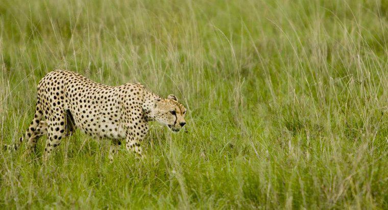 Come sopravvivono i ghepardi in natura?