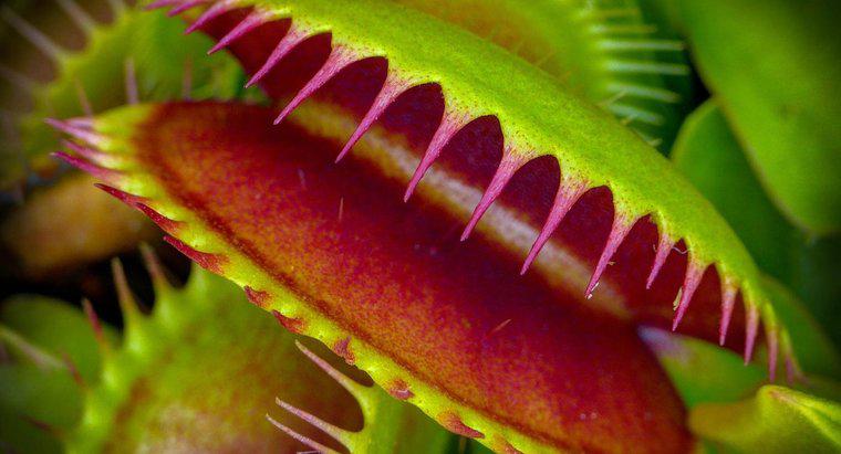 Dove vivono i flytraps di Venere?