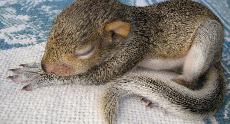 Gli scoiattoli dormono di notte?