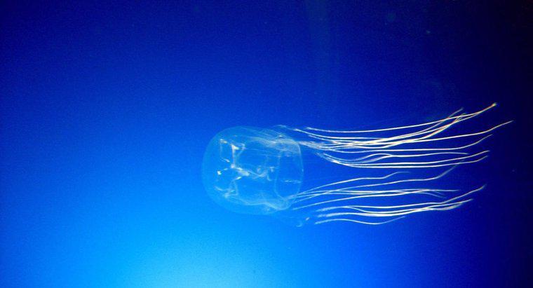 Where Do Box Jellyfish Live?
