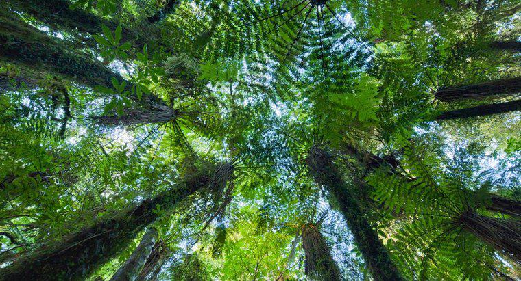 Qual è un esempio di mutualità nella foresta pluviale?