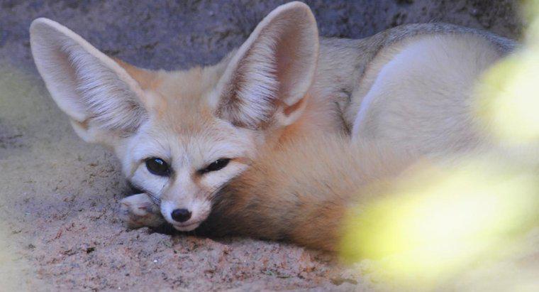 Dove puoi trovare Fennec Foxes for Adoption?