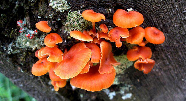 Come i funghi ottengono il cibo?