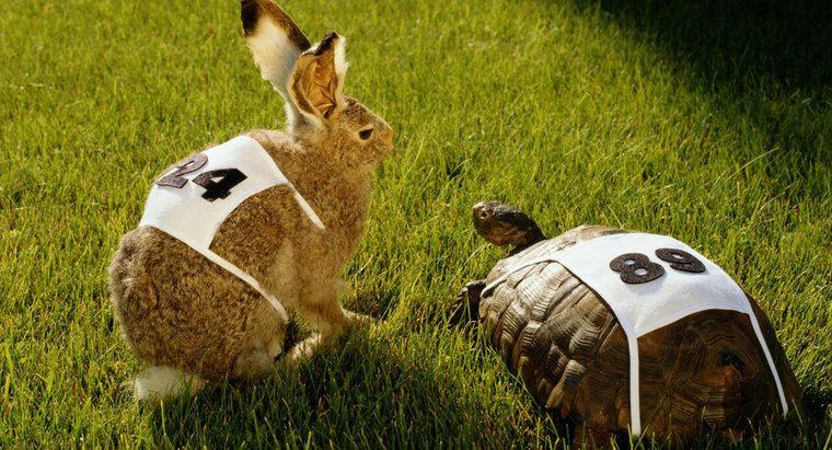 Qual è la lezione morale della storia sulla razza di coniglio e tartaruga?