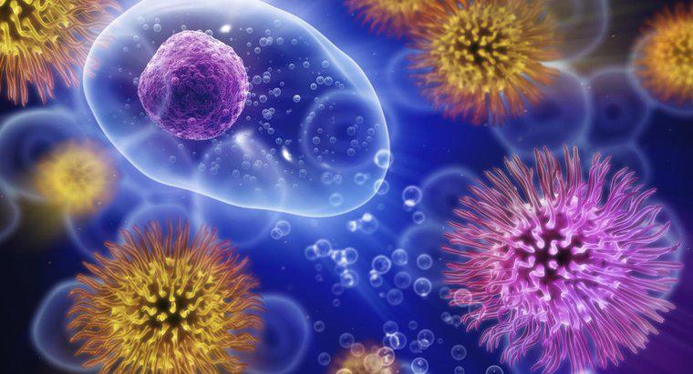 Quanto può durare il virus freddo al di fuori del corpo?