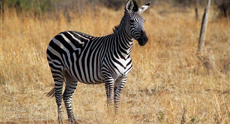 Cos'è l'Habitat di Zebra?