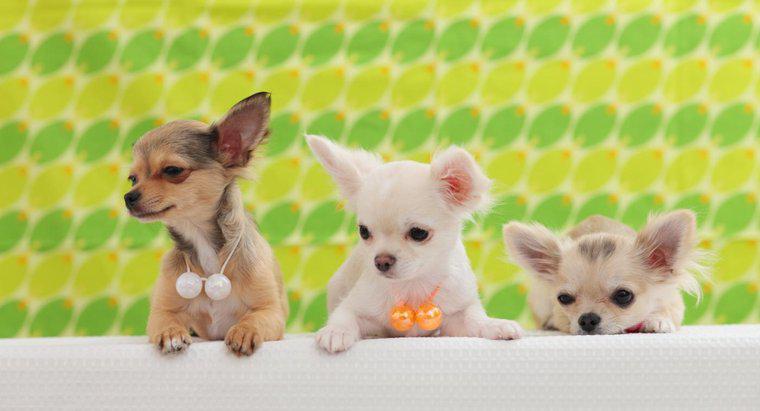 Quando i cuccioli di Chihuahua aprono i loro occhi?