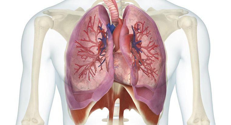 Qual è la relazione tra cuore e polmoni?