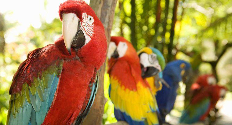 Quali sono alcuni fatti sui pappagalli?