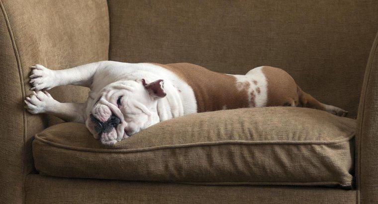 Quali sono alcuni rimedi domestici per rimuovere gli odori di urina di cane dalla tappezzeria?